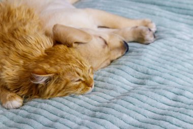 Küçük şirin labrador köpek yavrusu ve yatakta genç bir kedi. Evcil hayvanların dostluğu