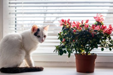 Çiçek saksısında açan pembe açelya ve pencere kenarında beyaz kedi