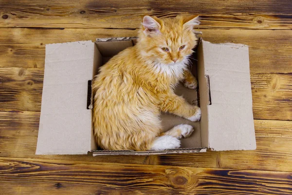 Ginger cat in cardboard box on wooden background
