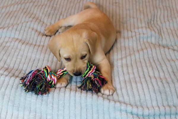 Labrador Retriever Szczeniak Bawi Się Kolorowe Zabawki Liny — Zdjęcie stockowe