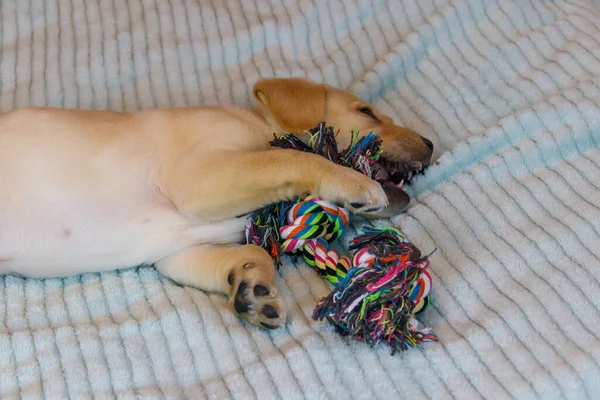 Labrador Retriever Szczeniak Bawi Się Kolorowe Zabawki Liny — Zdjęcie stockowe