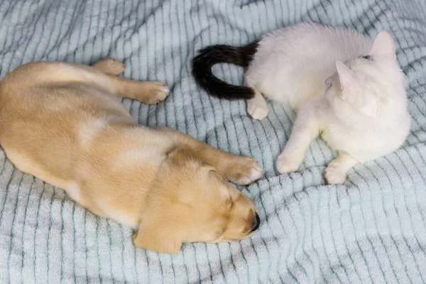 귀여운 러브라도 리트리버 강아지와 침대에 고양이입니다 — 스톡 사진