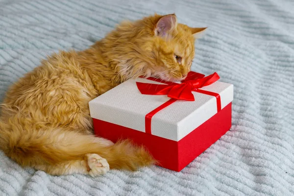 Gember Kat Met Geschenkdoos Een Bed — Stockfoto