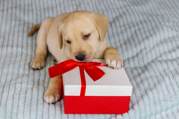 小可爱的拉布拉多猎犬 带着礼品盒躺在床上 — 图库照片