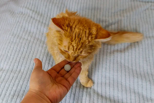 Ginger cat getting a pill from female hand. Concept of taking medicines or vitamins for animals, veterinary medicine, pet care