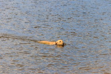 Şirin labrador av köpeği nehirde yüzüyor.