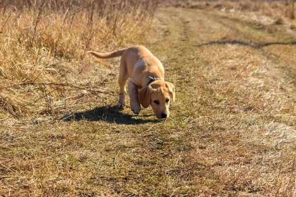 可爱的拉布拉多猎犬在草地上奔跑 — 图库照片