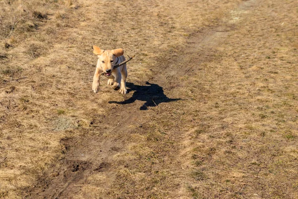 Tatlı Labrador Köpeği Çayırda Sopayla Oynuyor — Stok fotoğraf