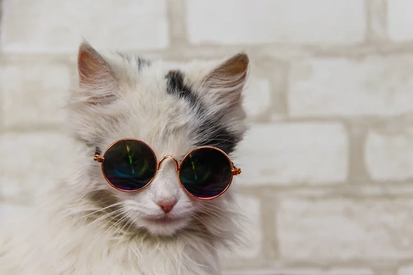 Retrato Belo Gato Fofo Usando Óculos Sol — Fotografia de Stock