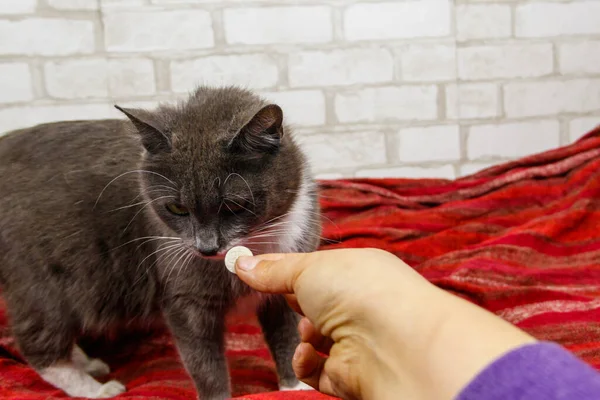 Grey cat getting a pill from female hand. Concept of taking medicines or vitamins for animals, veterinary medicine, pet care