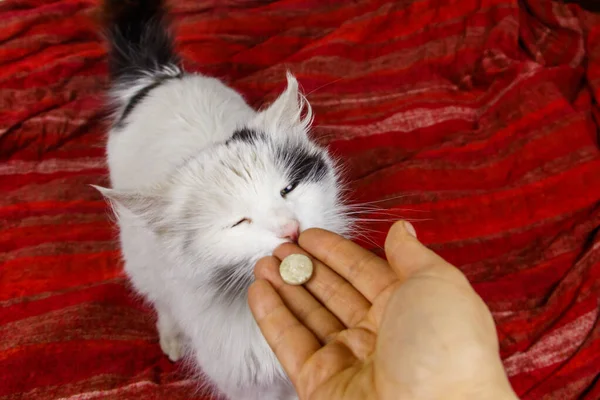 White cat getting a pill from female hand. Concept of taking medicines or vitamins for animals, veterinary medicine, pet care