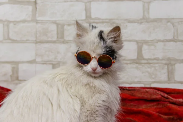 Porträtt Vacker Söt Fluffig Katt Bär Solglasögon — Stockfoto