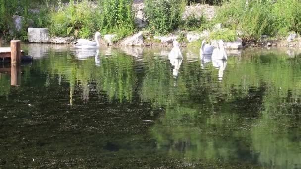 Stado Pelikanów Dalmatyńskich Pelecanus Crispus Pływające Jeziorze — Wideo stockowe