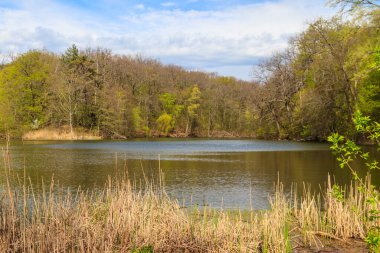 Yeşil bir ormanda güzel bir göl manzarası