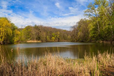 Yeşil bir ormanda güzel bir göl manzarası