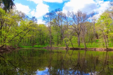 Yeşil bir ormanda güzel bir göl manzarası