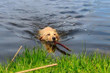 Şirin labrador av köpeği nehirde sopayla yüzüyor.