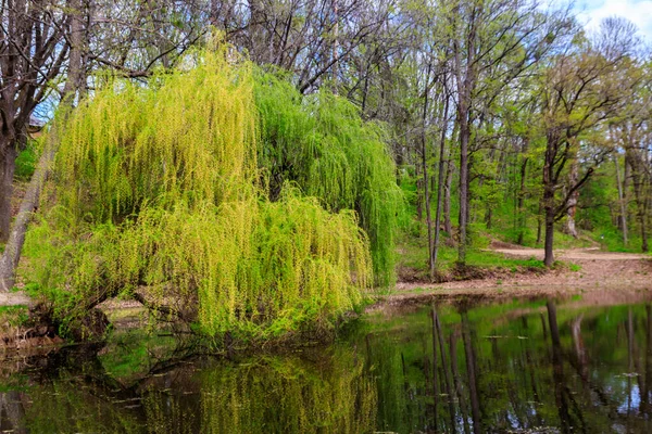 Weeping willow tree or Babylon willow (Salix Babylonica) on a shore of lake