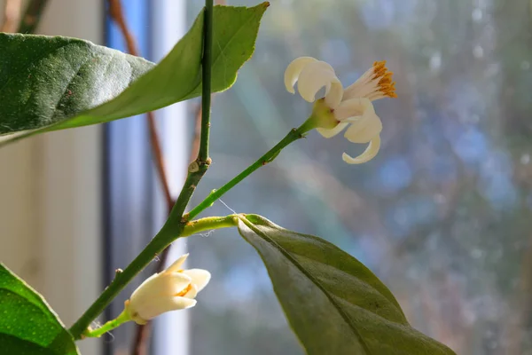Apartmanın Pencere Eşiğinde Çiçek Açan Limon Ağacı — Stok fotoğraf