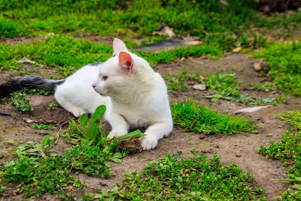 Gatto Bianco Catturato Topo Erba — Foto Stock