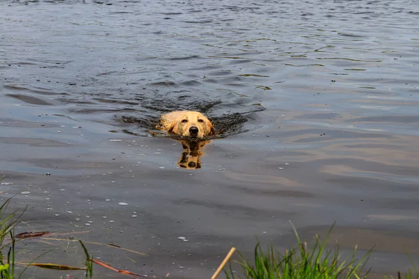 Roztomilý Labrador Retrívr Štěně Plavání Řece — Stock fotografie