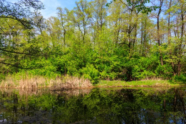 Small River Forest Summer — Stock Photo, Image