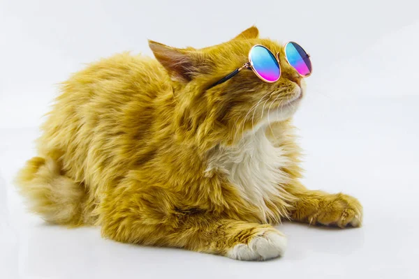 白地にサングラスをかけた可愛いふわふわの生姜猫の肖像 — ストック写真