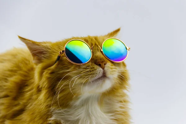 Retrato Belo Gato Gengibre Fofo Usando Óculos Sol Fundo Branco — Fotografia de Stock