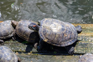 Avrupa gölet kaplumbağası (Emys orbicularis)
