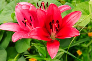 Bahçedeki çiçek tarhında doğulu zambak