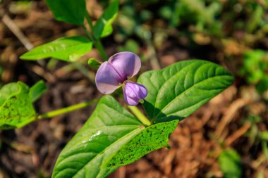 Bahçede açan güzel mor inek bezelyesi (Vigna unguiculata)