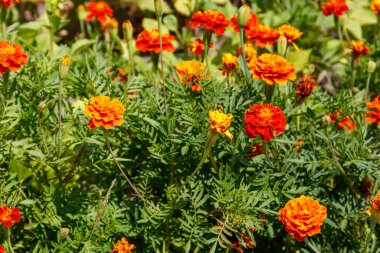 Flowerbed üzerinde Meksika marigolds (Tagetes erecta, Aztek kadife çiçeği)