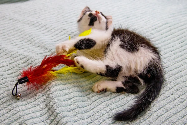 Mooi Kitten Spelen Met Een Speeltje Een Bed — Stockfoto