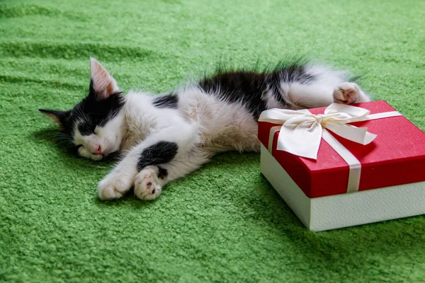 Piękny Kot Pudełkiem Prezentów Łóżku — Zdjęcie stockowe