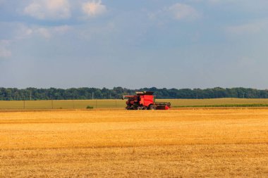 Buğday tarlasında çalışan hasat makinesini birleştirin. Buğday topluyorum. Tarım kavramı