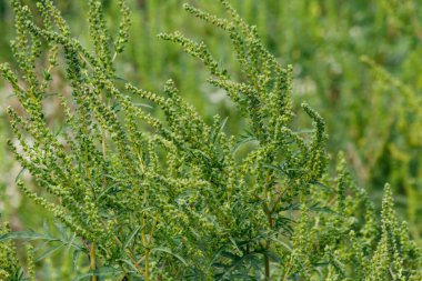 Ragweed bitkileri (Ambrosia artemisiifolia) alerjiye yol açar