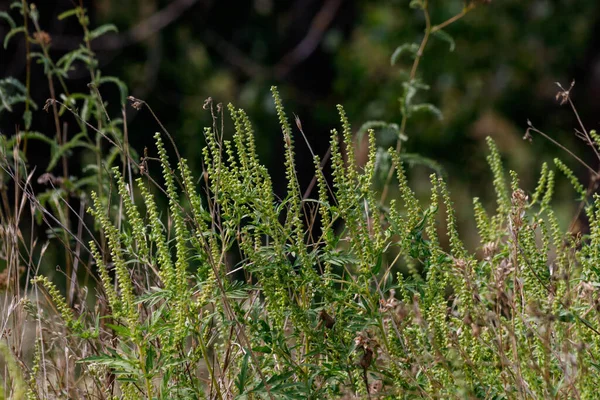 Rośliny Chwastów Ambrosia Artemisiifolia Powodujące Uczulenie — Zdjęcie stockowe