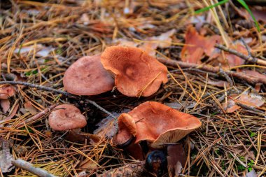 Saffron Milkcap veya çam mantarı (Lactarius deliciosus) sonbaharda çam ormanında