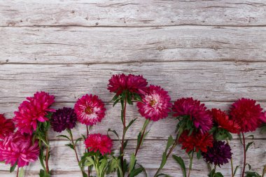 Ahşap arka planda Aster çiçekleri. Üst görünüm, alanı kopyala