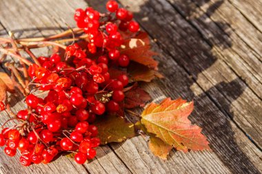 Kırsal ahşap arka planda kırmızı viburnum meyveleri