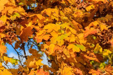 Akçaağaç yapraklarının sarı sonbahar yaprakları.