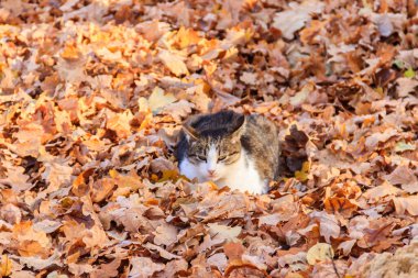 Parkta düşen sonbahar yaprakları