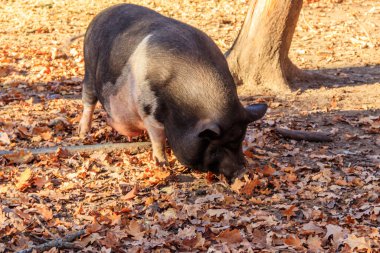 Çiftlikte yürüyen koca bir domuz