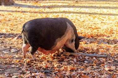 Çiftlikte yürüyen koca bir domuz