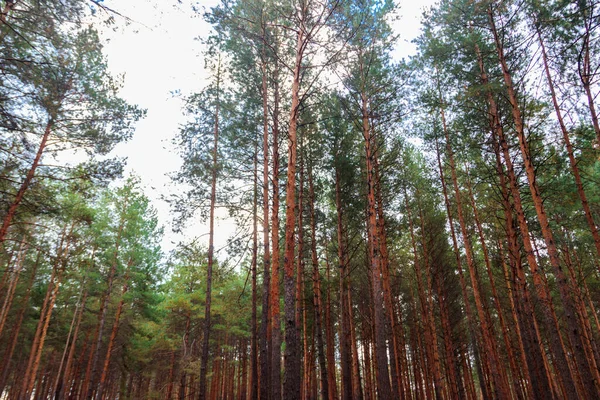 Vista Bosque Pinos Otoño — Foto de Stock