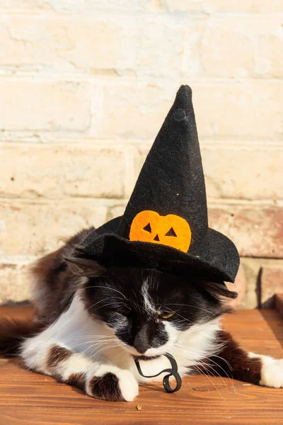 Beautiful cat wearing witch hat for halloween