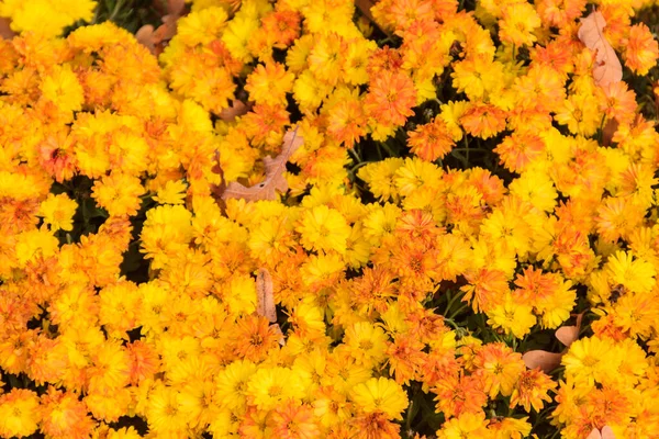 Background Beautiful Yellow Chrysanthemum Flowers — ストック写真