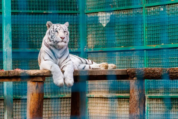 Προσωπογραφία Της Λευκής Τίγρης Panthera Tigris — Φωτογραφία Αρχείου