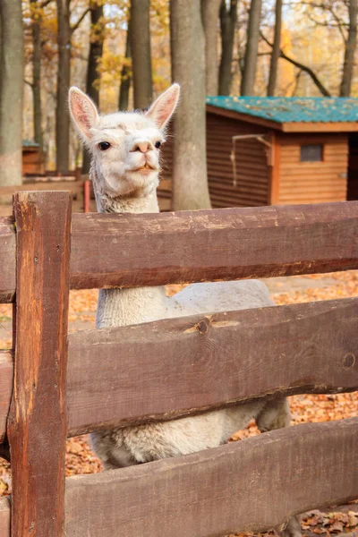 Alpaga Blanche Lama Pacos Dans Enclos — Photo