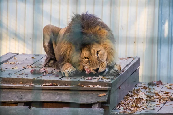 Leão Macho Panthera Leo Comendo Carne Zoológico — Fotografia de Stock